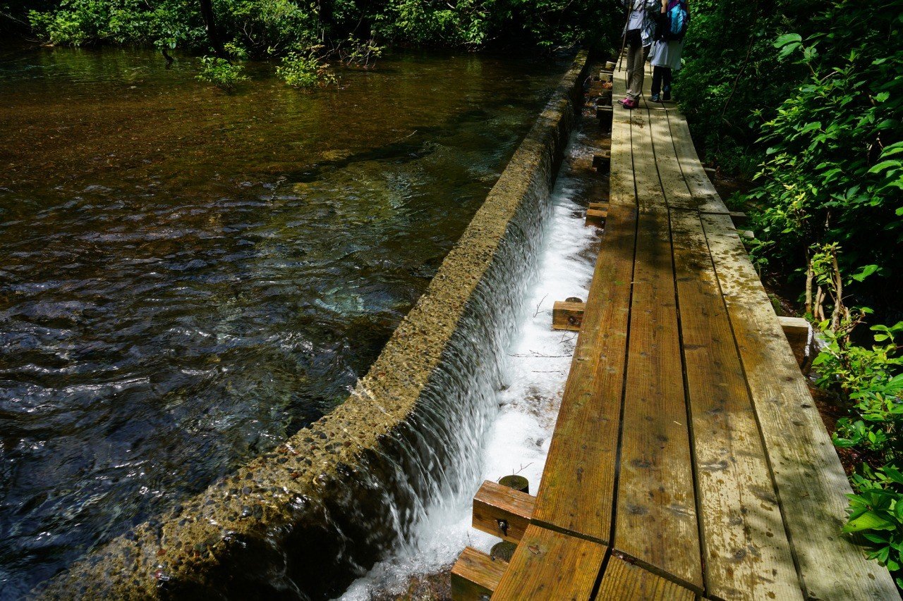 🌳 나카지마 고원과 사자코 습원 (나카지마다이 시시가하나 시츠겐) 이미지 6